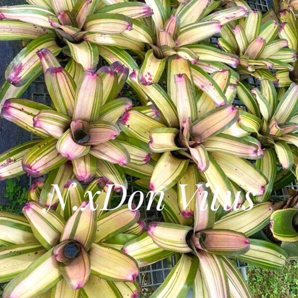 Неорегелия x DON VITUS