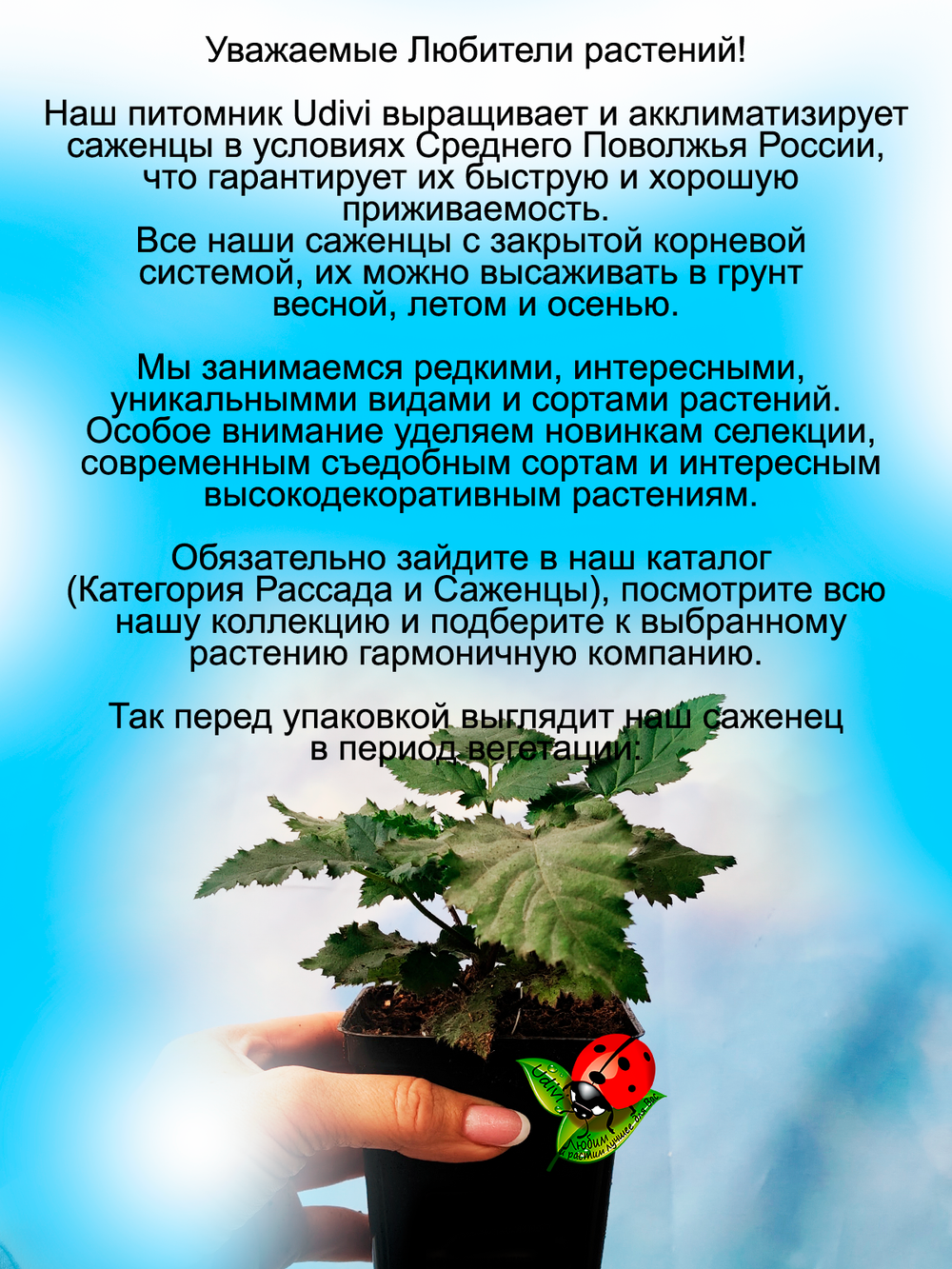 Ежевика Натчез бесшипая сладкая крупноплодная