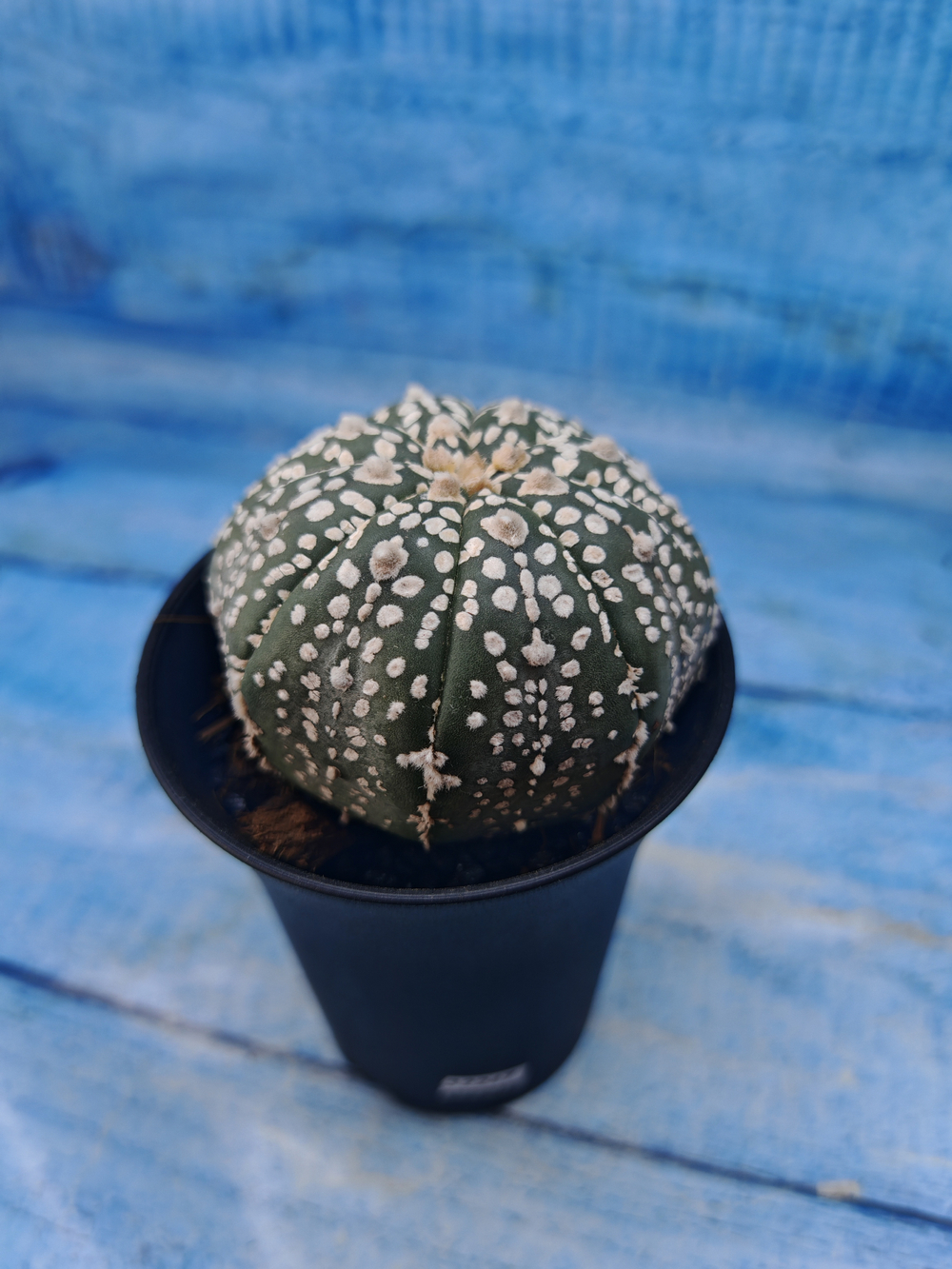 Astrophytum Asterias (Астрофитум)