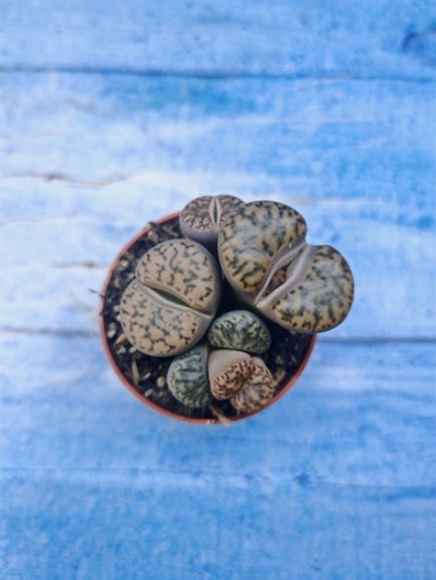 Lithops sp. (Литопсы)