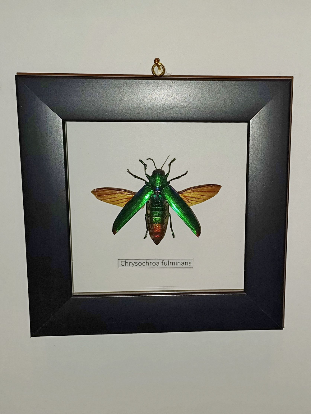 Жук Златка Chrysochroa fulminans в рамке