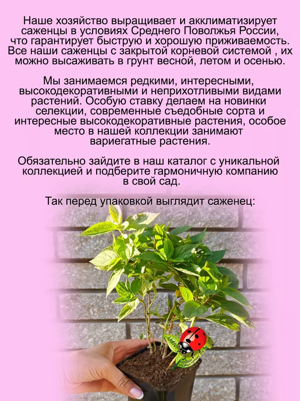 Гортензия Полярная звезда Полестар карликовая