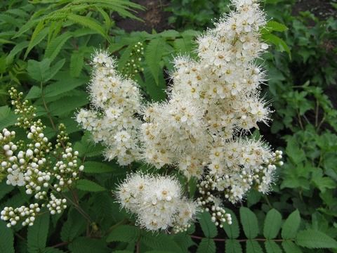 Рябинолистник обыкновенный