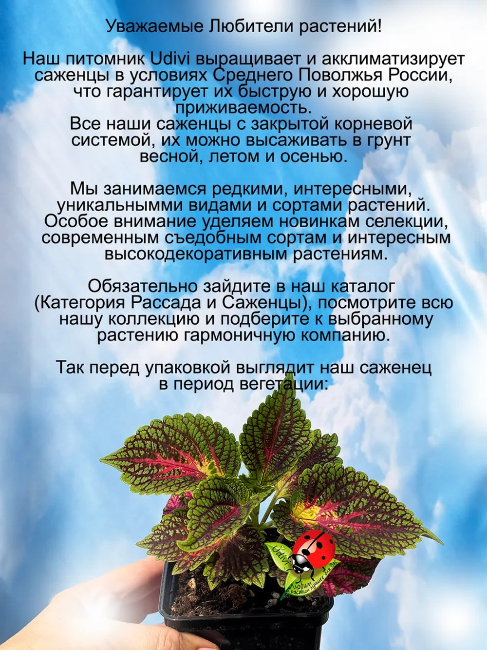 Колеус Мистер Вондерфул вегетативный