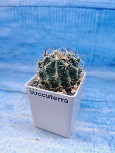 Ferocactus Hamatacanthus (Ферокактус)