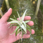 Тилландсия capitata Silver Rose (Т65)