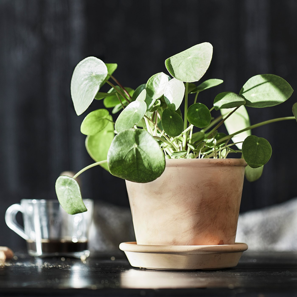IKEA MUSKOTBLOMMA  (ИКЕА МУСКОТБЛОММА)  -  Горшок с поддоном - для дома/улицы терракота 12 см