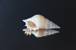 Ракушка тибия деликатула (Rostellariella delicatula)