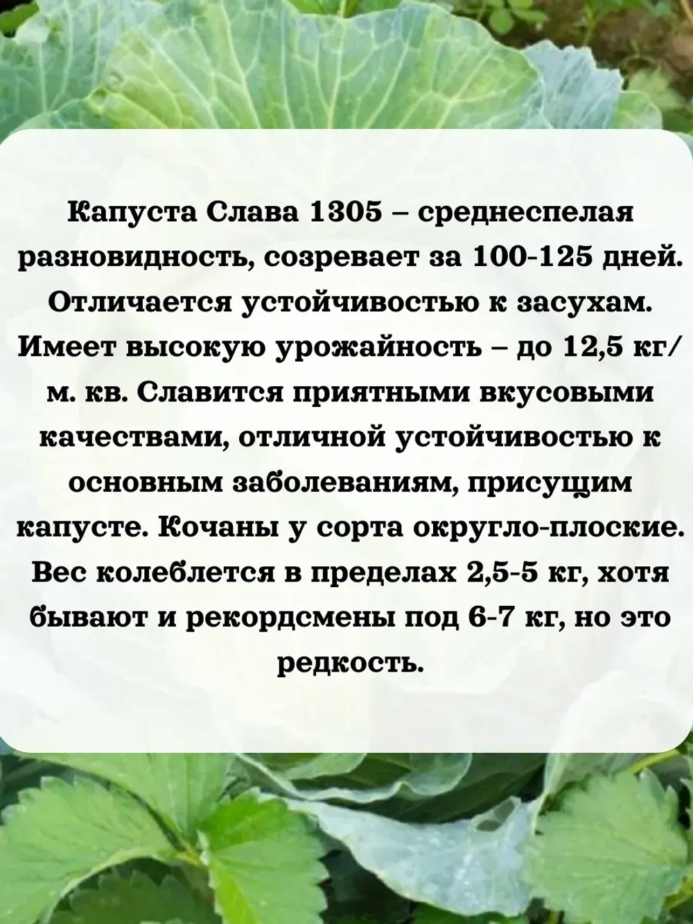 Семена капуста набор 3 шт (Слава,Июньская,Зимовка)