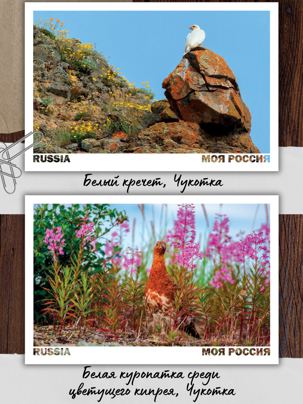 Моя Россия. Птицы