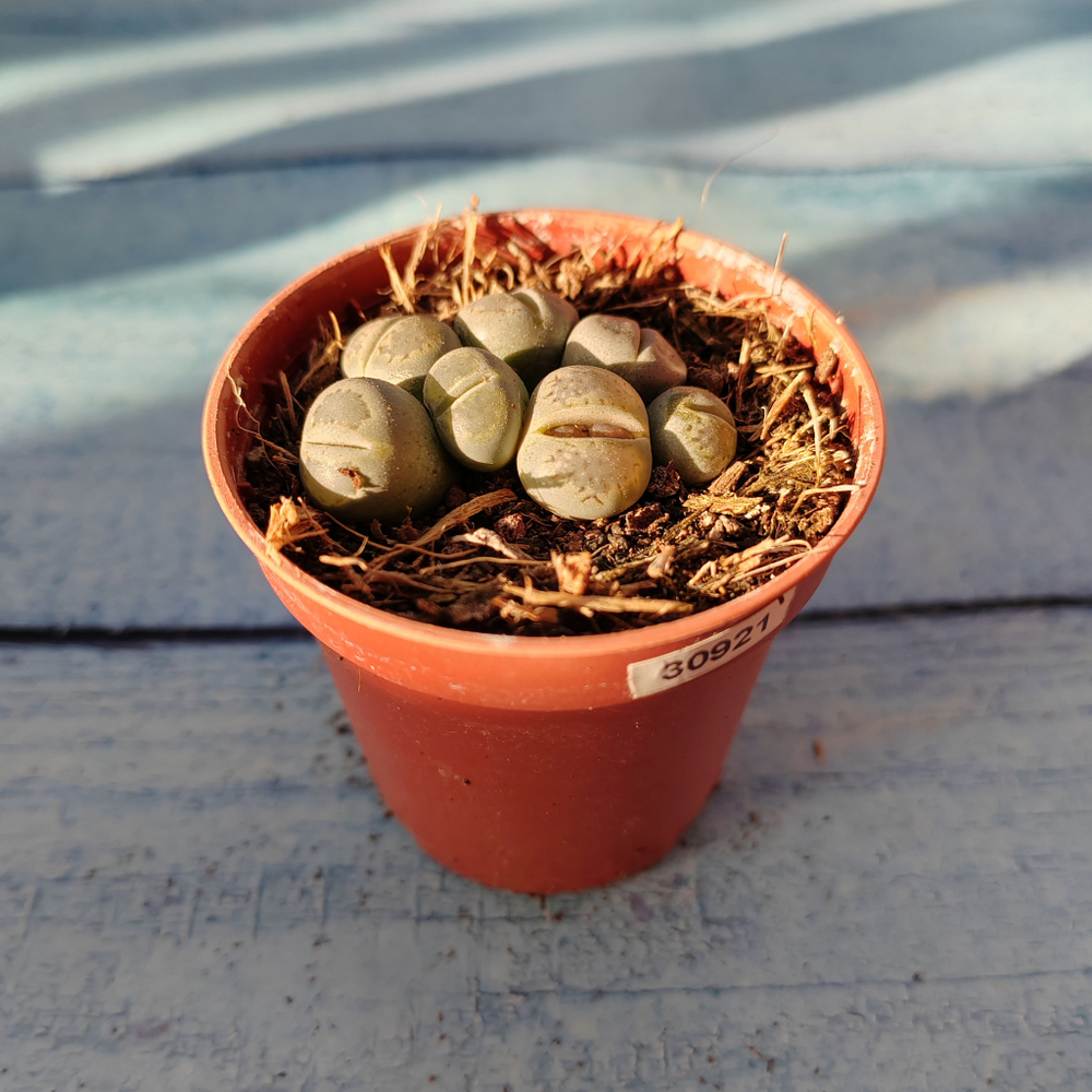 Lithops sp. (Литопсы)