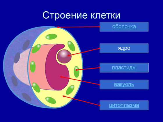 Модель-аппликация "Строение клетки"