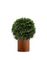 Комплект - Туя-Самшит 70 см в кашпо TREEZ Effectory Corten Steel