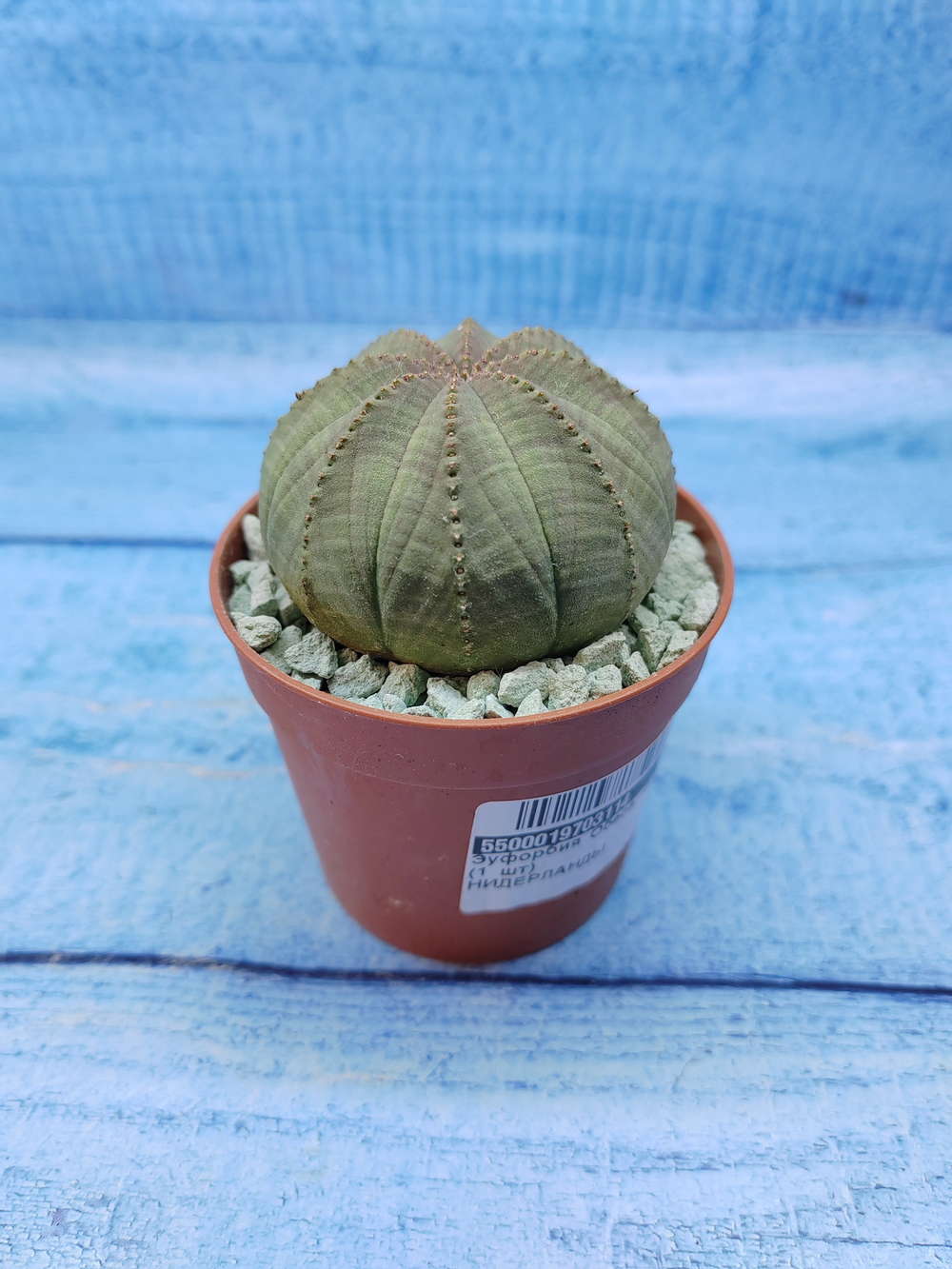 Euphorbia Obesa (Эуфорбия)