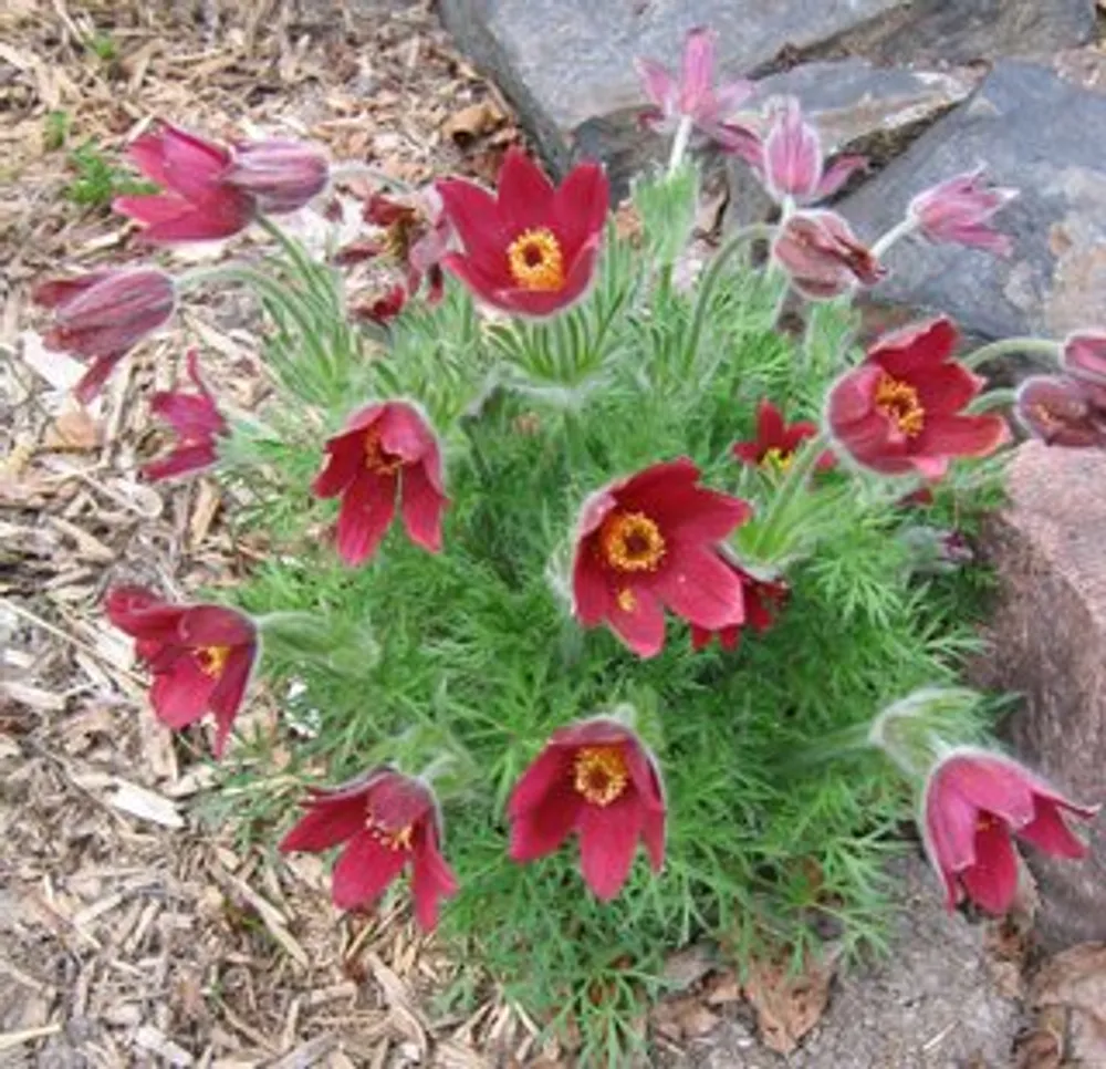 Pulsatilla Vulgaris