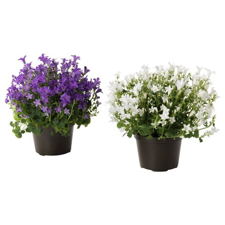 IKEA CAMPANULA PORTENSCHLAGIANA  (ИКЕА САМПАНУЛА ПОРТЕНШЛАГИАНА)  -  Растение в горшке - Колокольчик 10,5 см