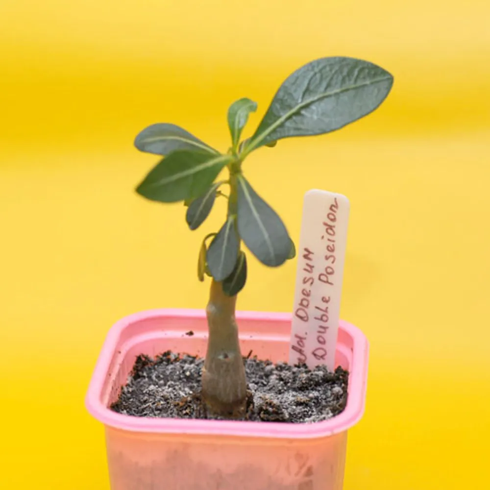 Adenium Obesum Double Poseidon