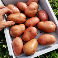 10 КЛУБНЕЙ картофеля Дочь Сарпо