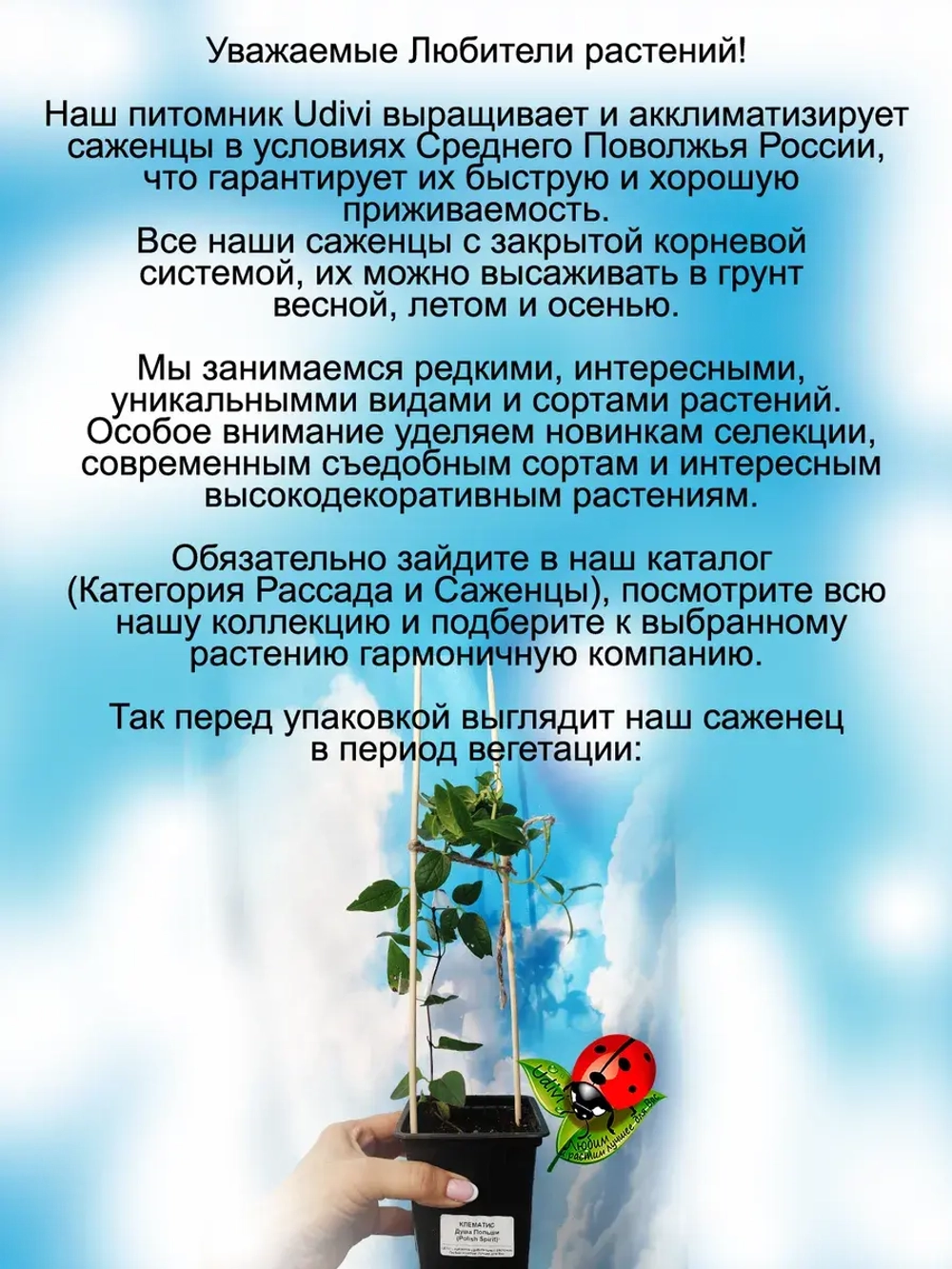 Клематис Душа Польши Полиш Спирит
