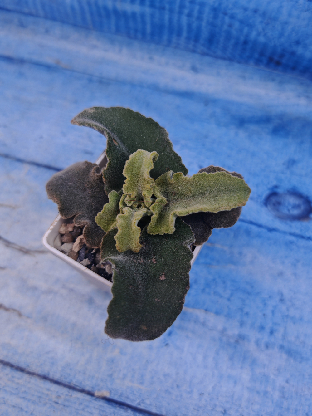 Kalanchoe Maltese Cross (Каланхоэ)