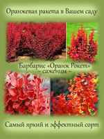 Барбарис Оранж Рокет самый яркий