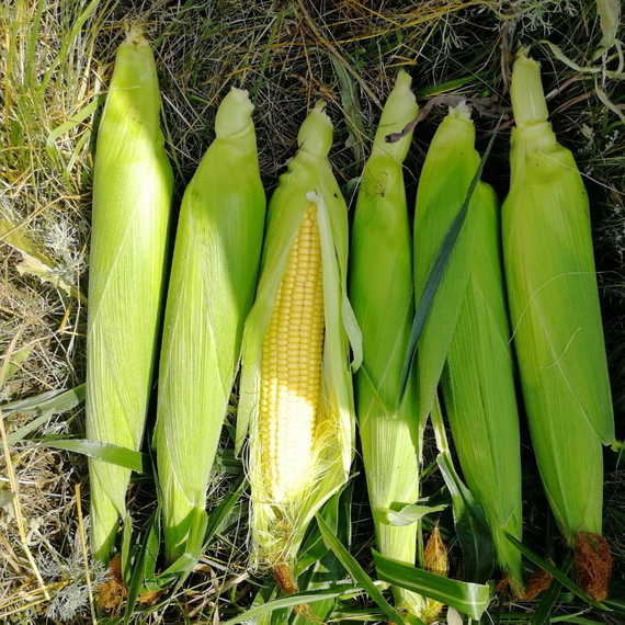 ТРОФИ F1 семена кукурузы (Seminis | Alexagro) – фото 7