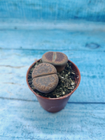 Lithops sp. (Литопсы)