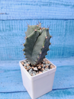 Lemaireocereus Pruinosus (Лемэроцереус)