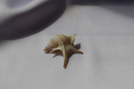 Морская ракушка Куриная нога (Aporrhais pesgallinae) 3,2 см.
