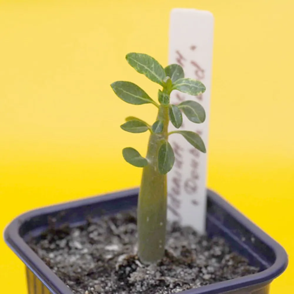 Adenium Obesum Double Good