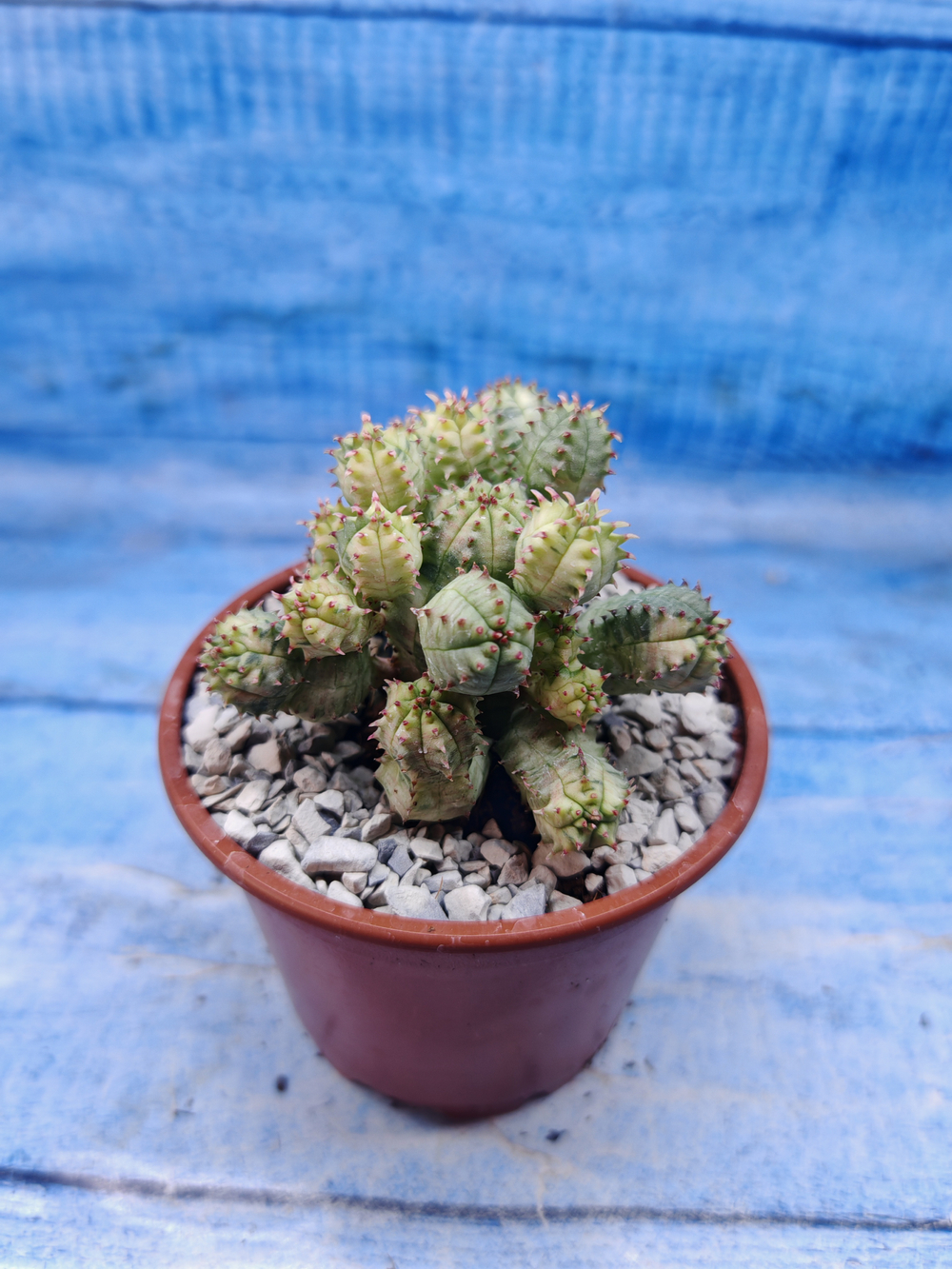 Euphorbia Pseudoglobosa variagate (Эуфорбия)