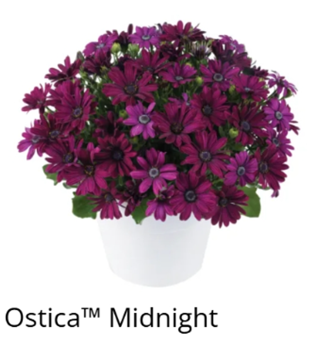 ЕВРО Остеоспермум Ostica Midnight укорененный ЕВРО черенок февраль поставка 11