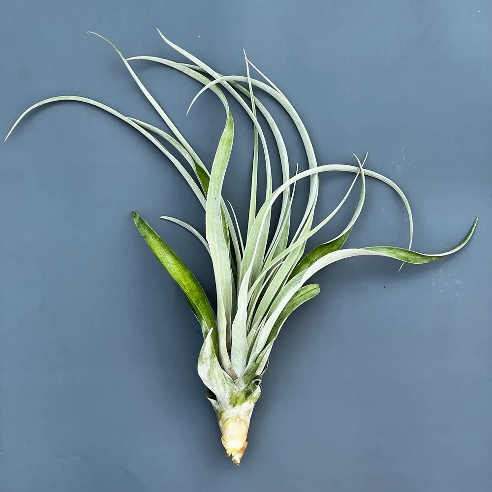 Тилландсия Капитата Capitata "Yellow"