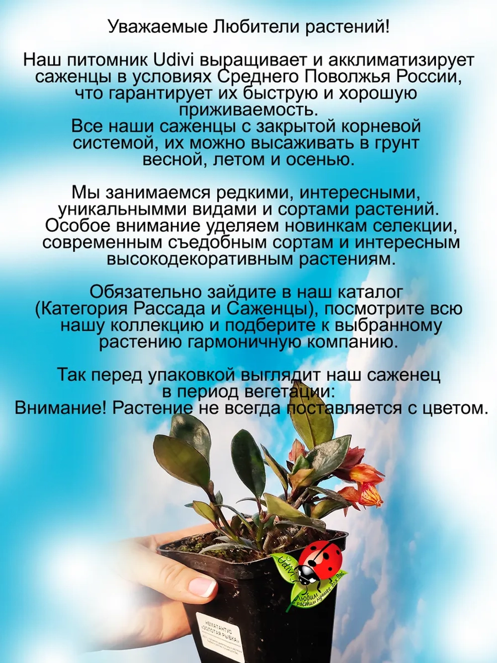 Нематантус Золотая рыбка