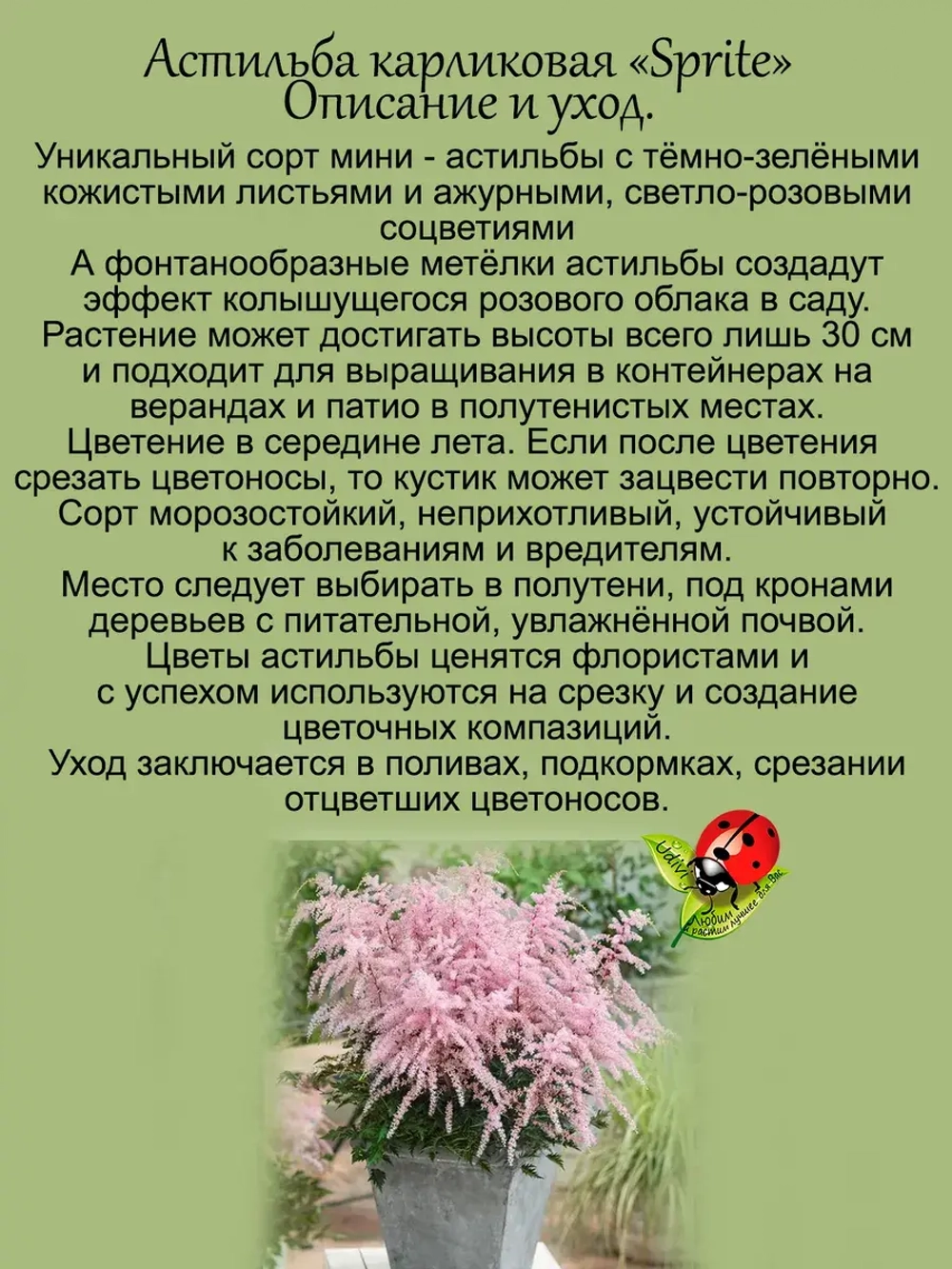 Астильба Спрайт Карликовая