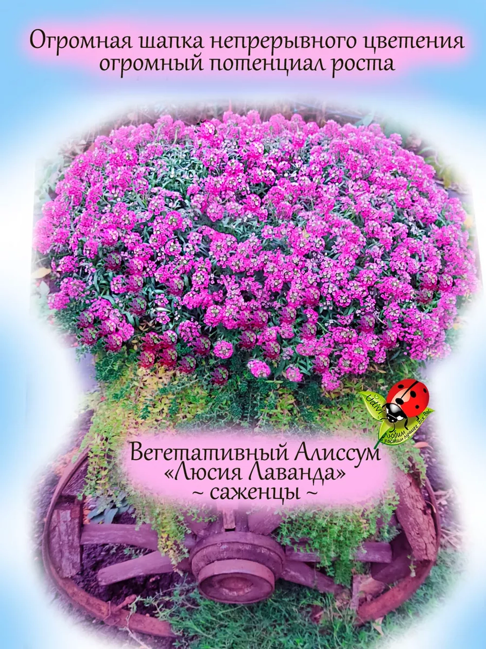 Алиссум вегетативный Люсия Лаванда розовый Lucia Lavаnder