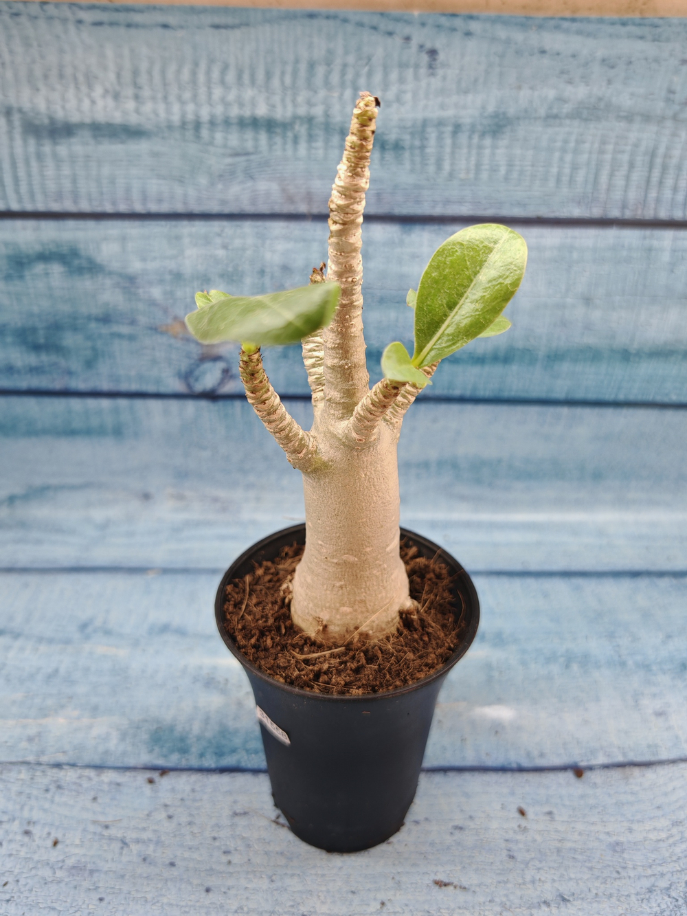 Adenium Baobab (Адениум)