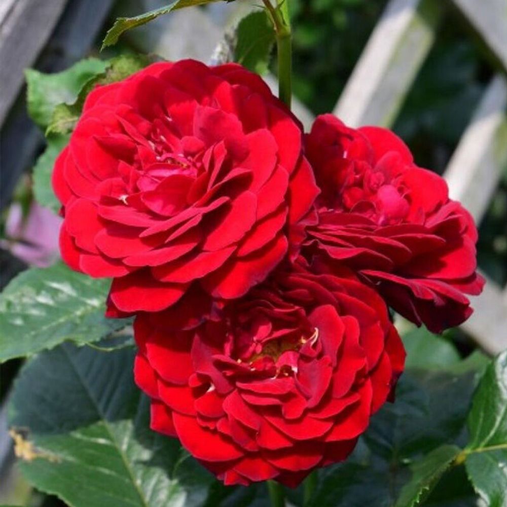 Ред Абунданс (Red Abundance)