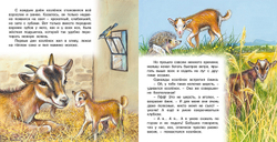 Фламинго ПМВН. Приключения козленка, изд.: Фламинго, авт.: Гурина И.В., серия.: Серия "Познаем мир вокруг нас"   Формат: 21х21 см; 16 цв. стр. + обл.