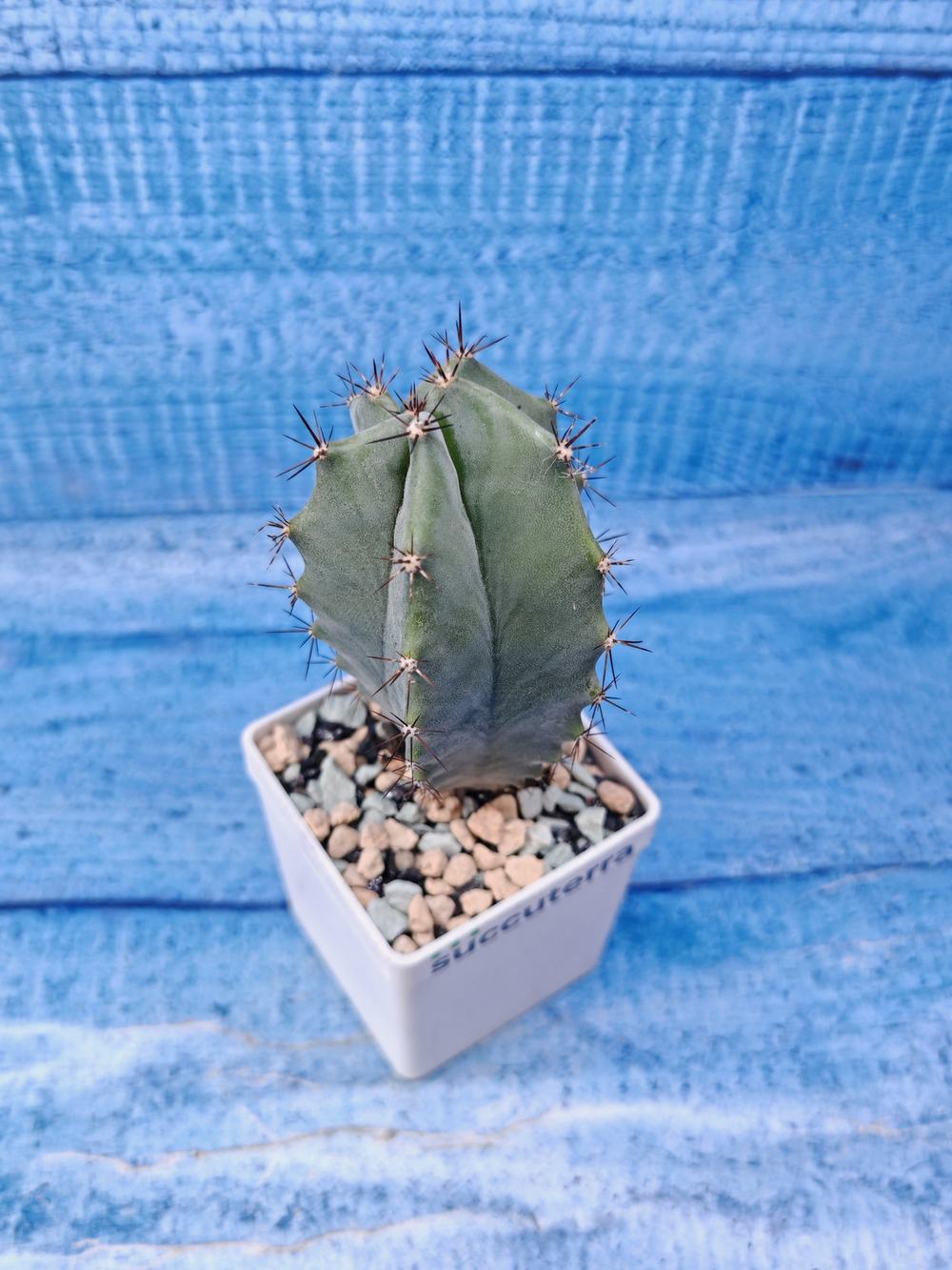Lemaireocereus Pruinosus (Лемэроцереус)