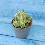 Euphorbia meloformis f. Variegated (Эуфорбия вариегатная)