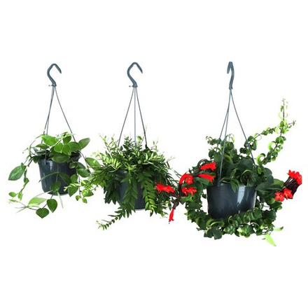 IKEA AESCHYNANTHUS  (ИКЕА АЕШИНАНТХУС)  -  Растение в горшке - Эсхинантус 15 см