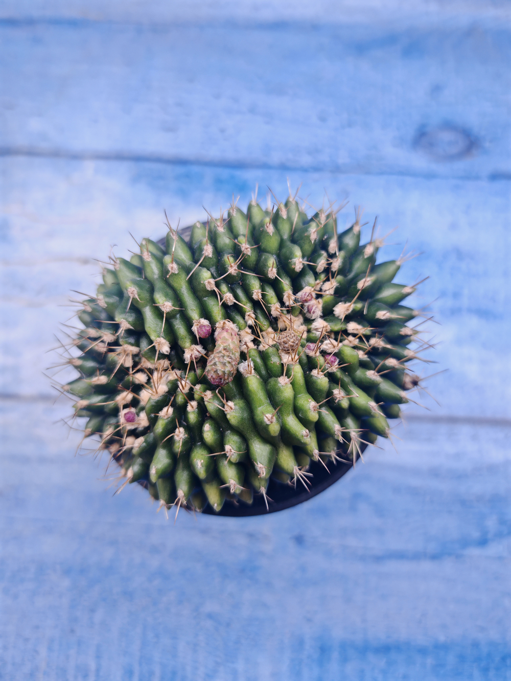 Gymnocalycium Spineless Crested form (Гимнокалициум)