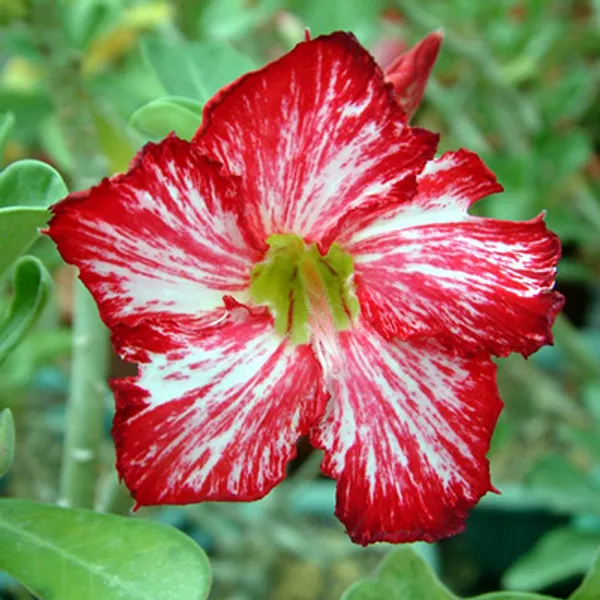 Адениум тучный Flowers Flower семена