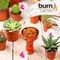 Burn - Cactus (25г)