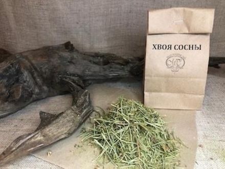 ХВОЯ СОСНЫ