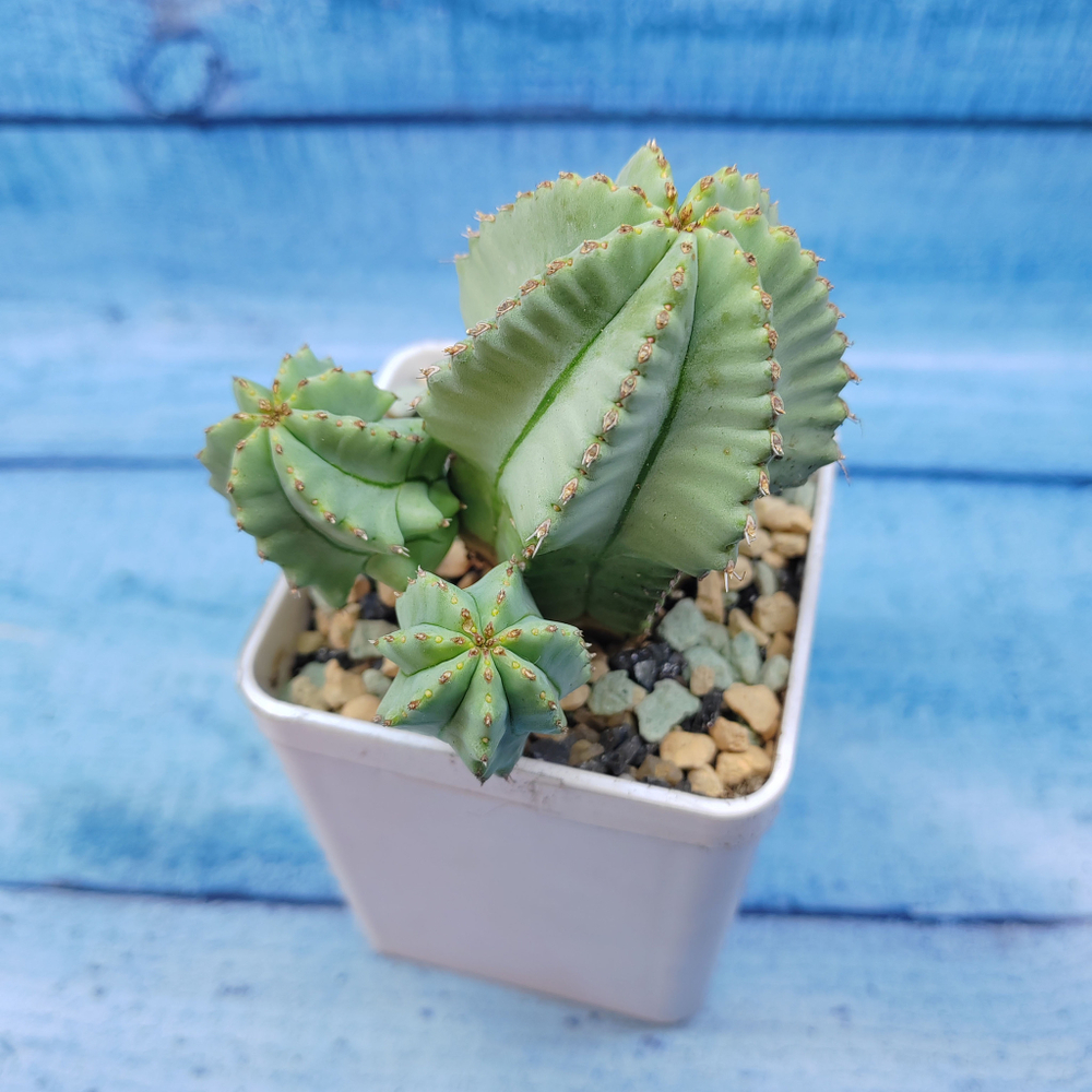Euphorbia Fruticosa inermis (Эуфорбия)