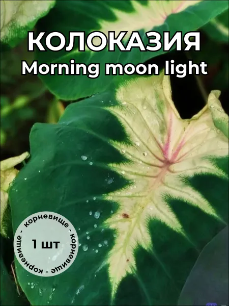Колоказия Morning Moon Light корневище