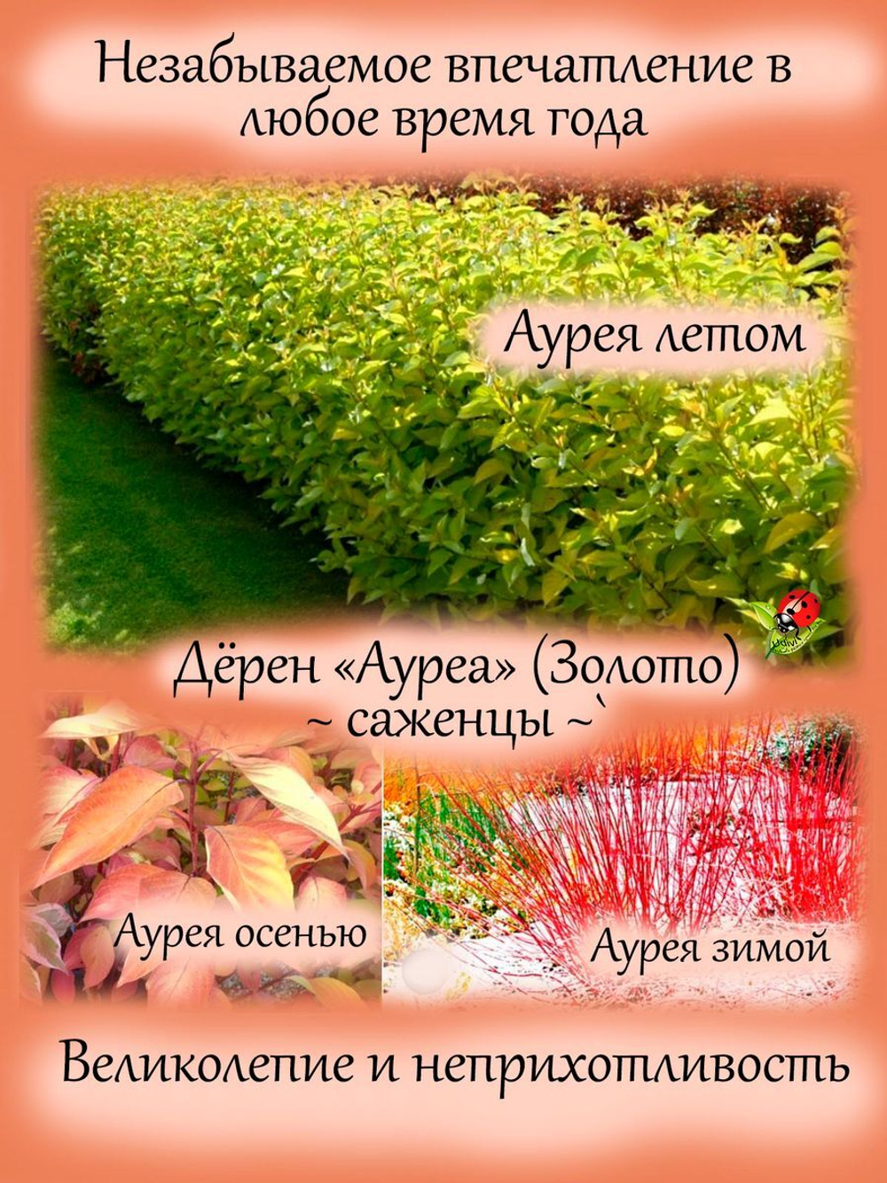 Дёрен Ауреа Золото декоративный кустарник