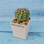 Notocactus Uebelmannianus (Нотокактус)